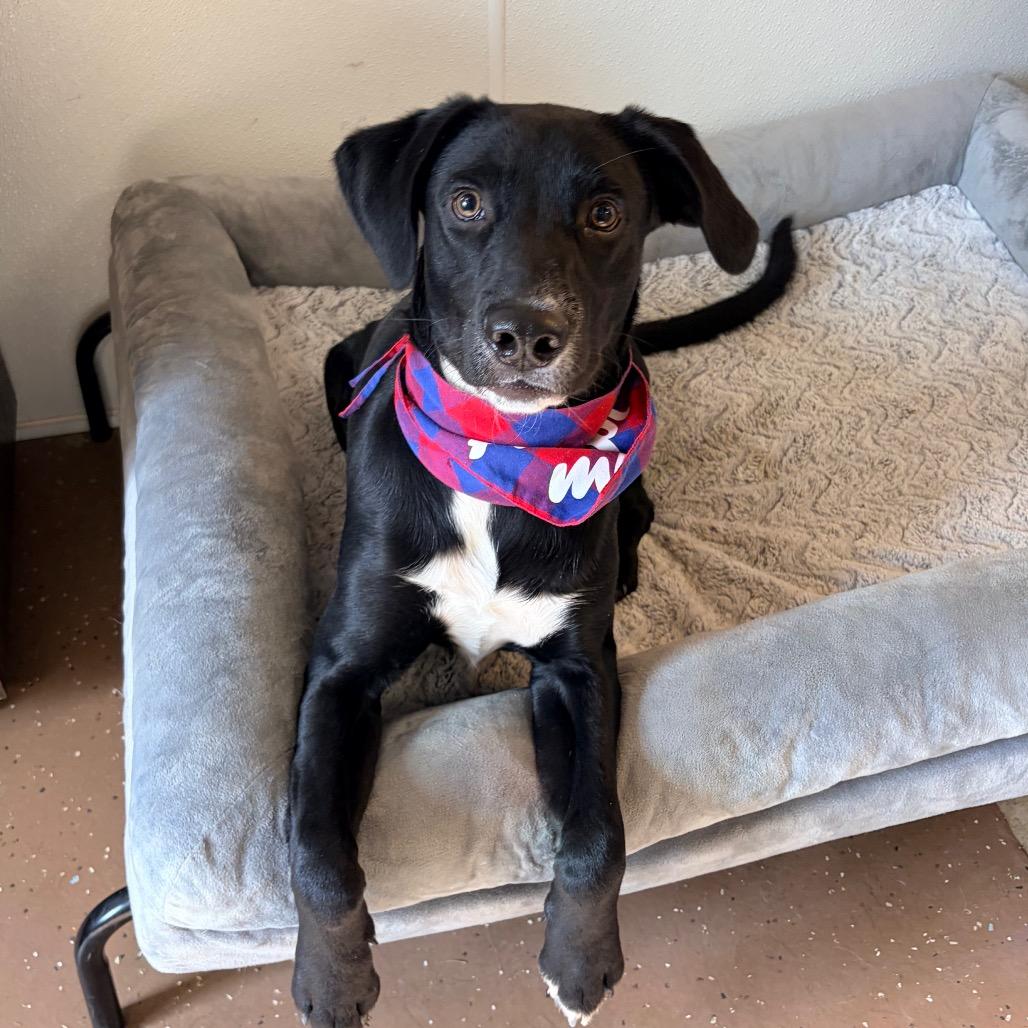Enlarge Spud, a Adoptable Black Labrador Retriever in Belleville, IL image 3/6
