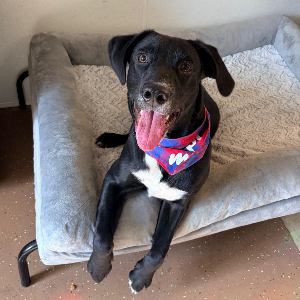 Enlarge Spud, a Adoptable Black Labrador Retriever in Belleville, IL image 4/6