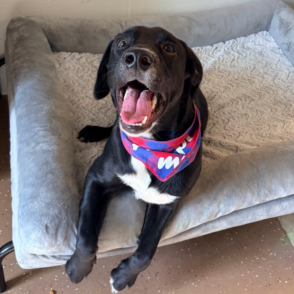 Enlarge Spud, a Adoptable Black Labrador Retriever in Belleville, IL image 5/6