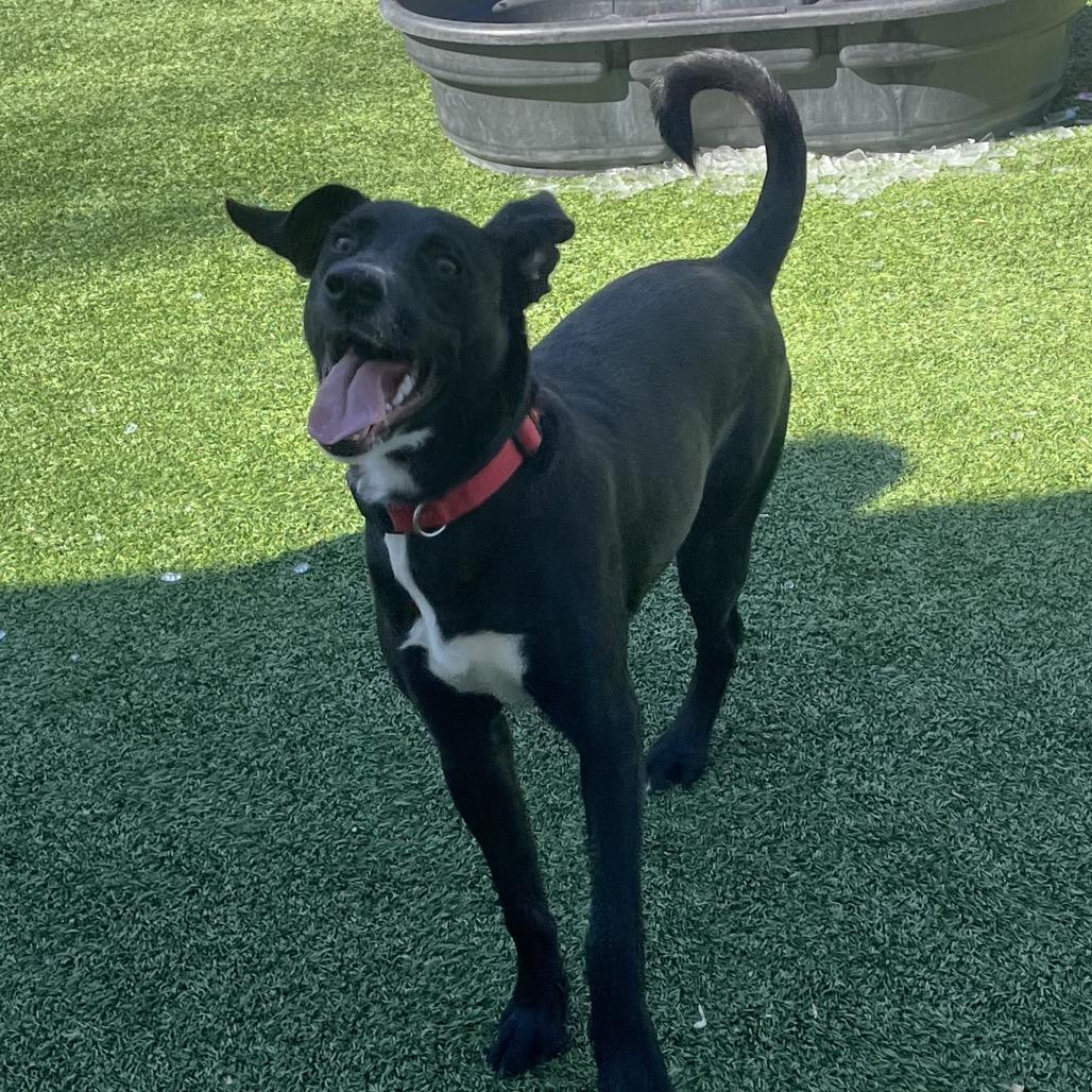 Enlarge Spud, a Adoptable Black Labrador Retriever in Belleville, IL image 6/6