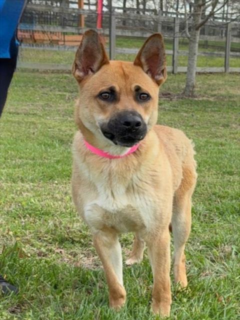 CARLOS, Adoptable, Young Male German Shepherd Dog & Mixed Breed.