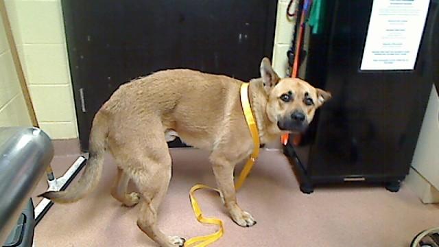 CARLOS, Adoptable, Young Male German Shepherd Dog & Mixed Breed.