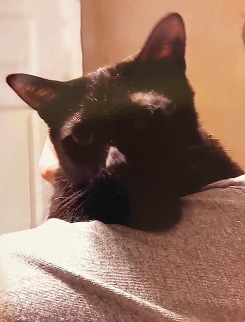 Black Jack, Adoptable, Adult Male Domestic Short Hair.