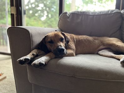 Enlarge Eric, a Adoptable mixed breed in Watertown, WI image 5/6