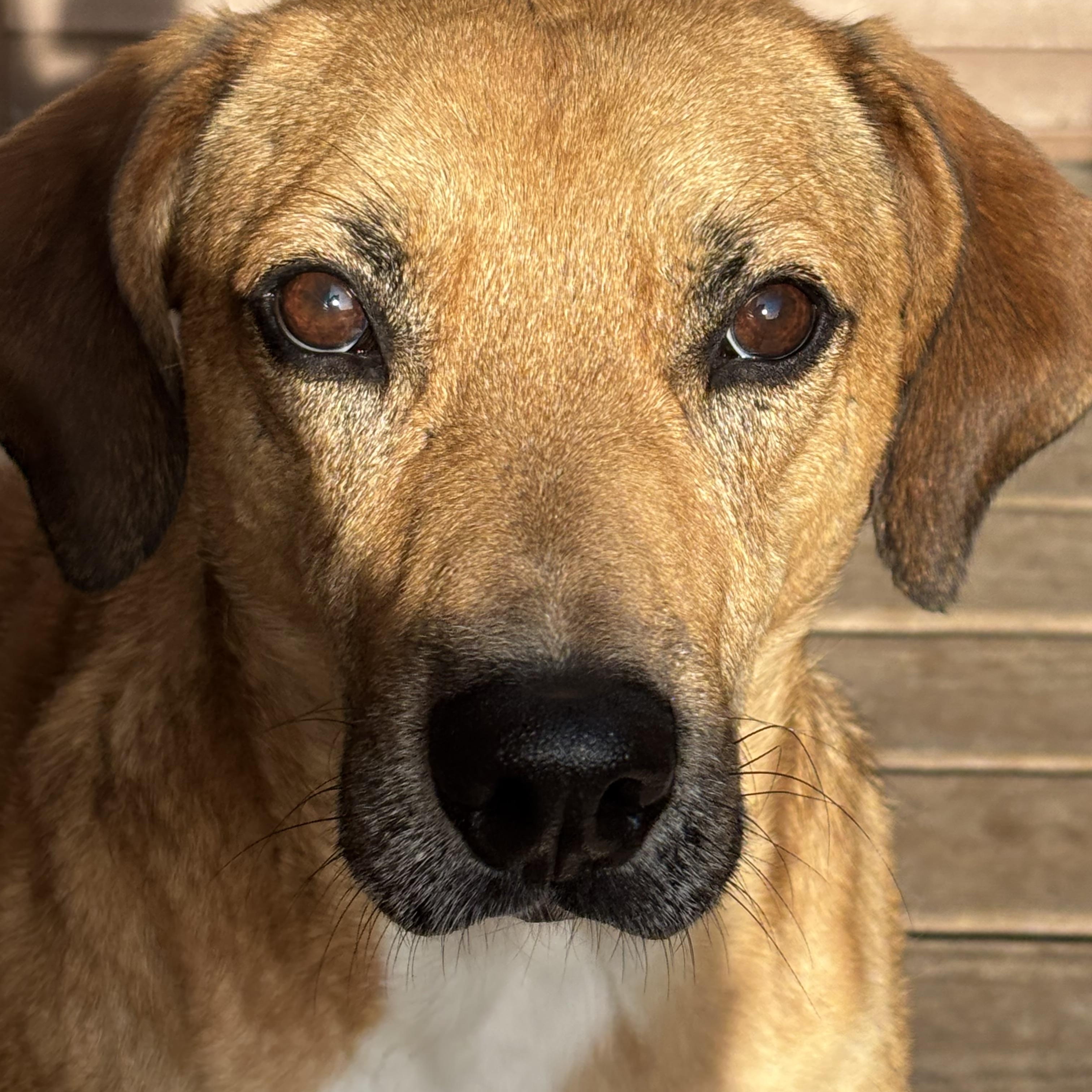 Enlarge Eric, a Adoptable mixed breed in Watertown, WI image 2/6