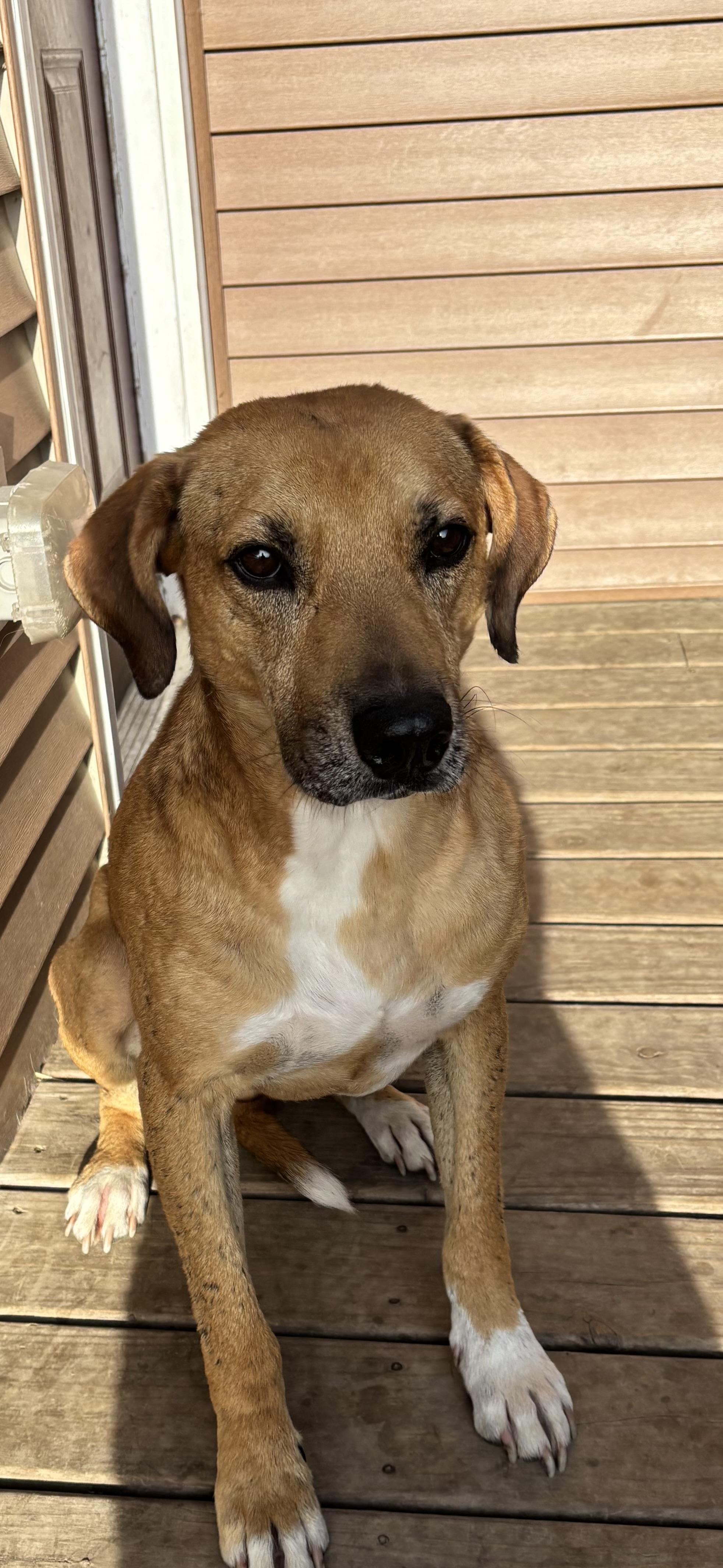 Enlarge Eric, a Adoptable mixed breed in Watertown, WI image 6/6