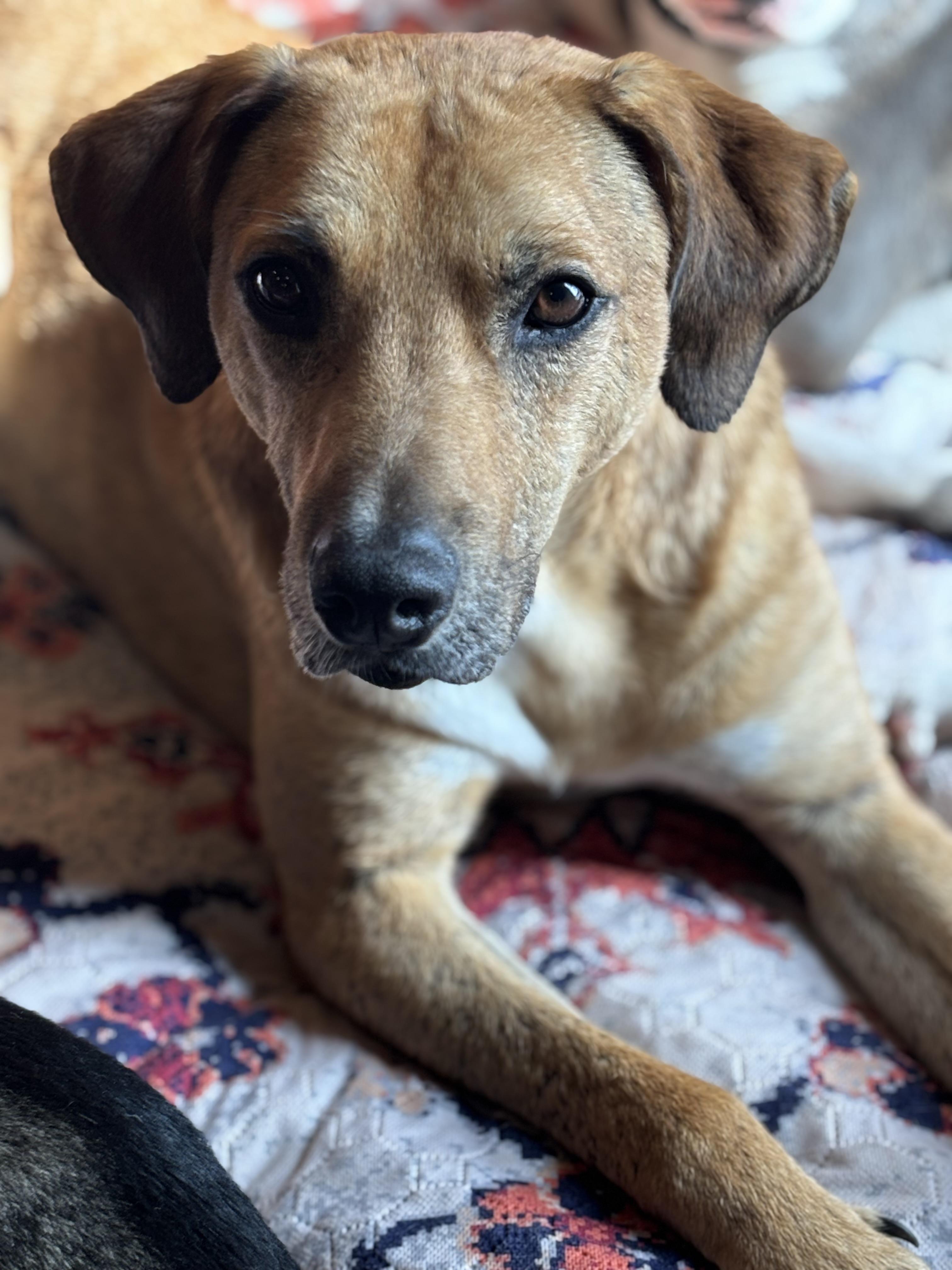 Enlarge Eric, a Adoptable mixed breed in Watertown, WI image 4/6