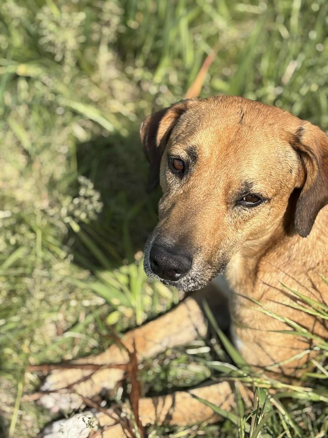 Enlarge Eric, a Adoptable mixed breed in Watertown, WI image 3/6