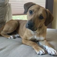 Enlarge Eric, a Adoptable mixed breed in Watertown, WI image 1/6