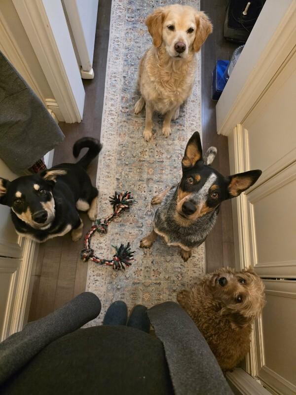 Enlarge Malachi, a Adoptable Mixed Breed in Athens, ON image 1/6