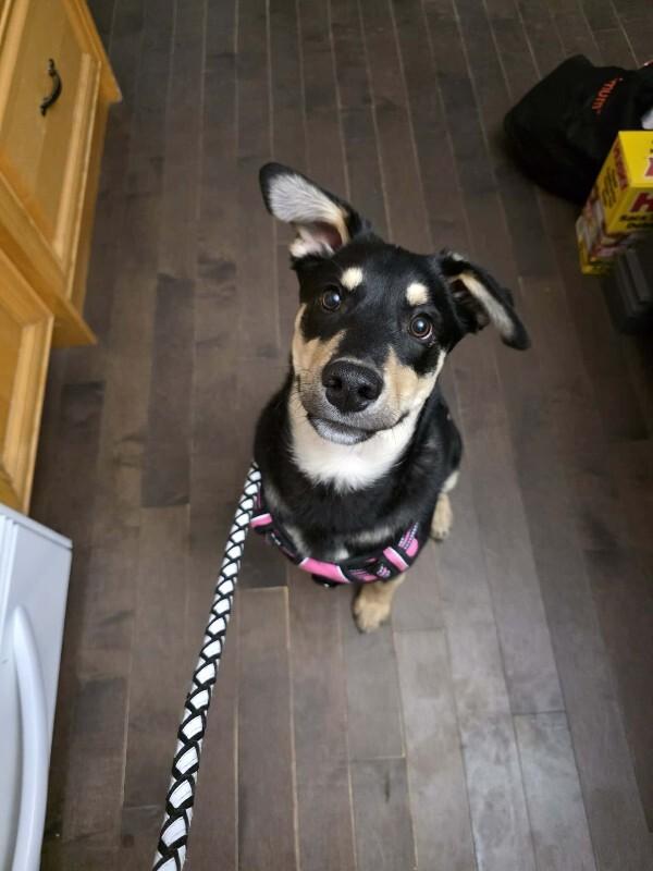 Enlarge Malachi, a Adoptable Mixed Breed in Athens, ON image 2/6