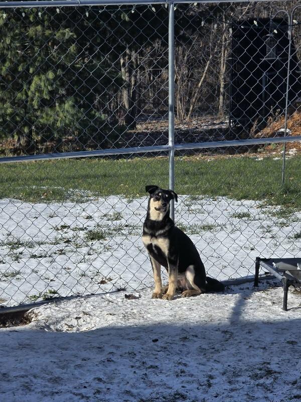Enlarge Malachi, a Adoptable Mixed Breed in Athens, ON image 3/6