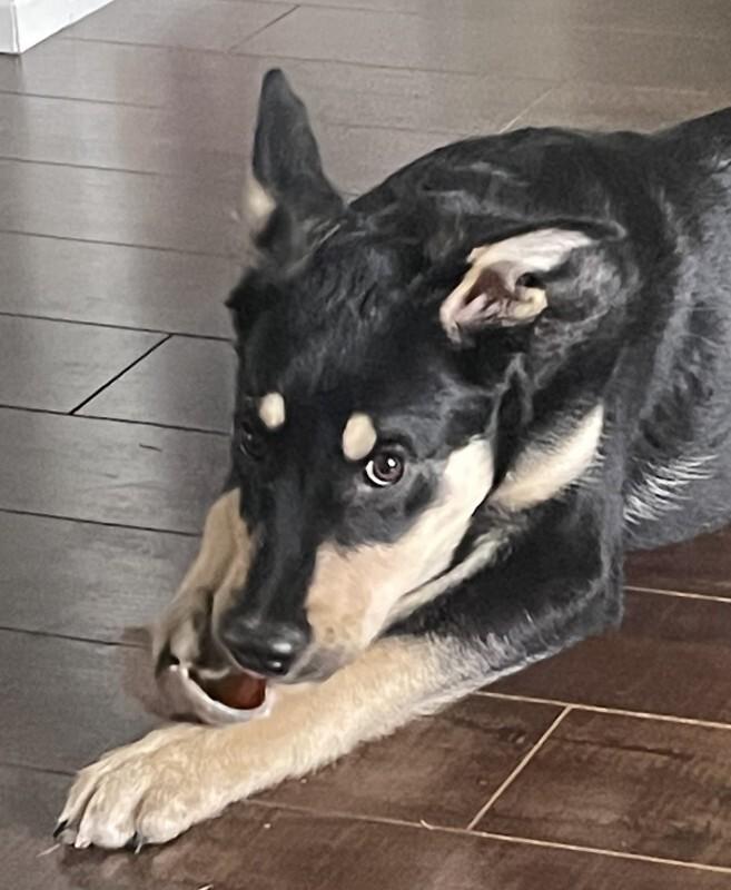 Enlarge Malachi, a Adoptable Mixed Breed in Athens, ON image 4/6