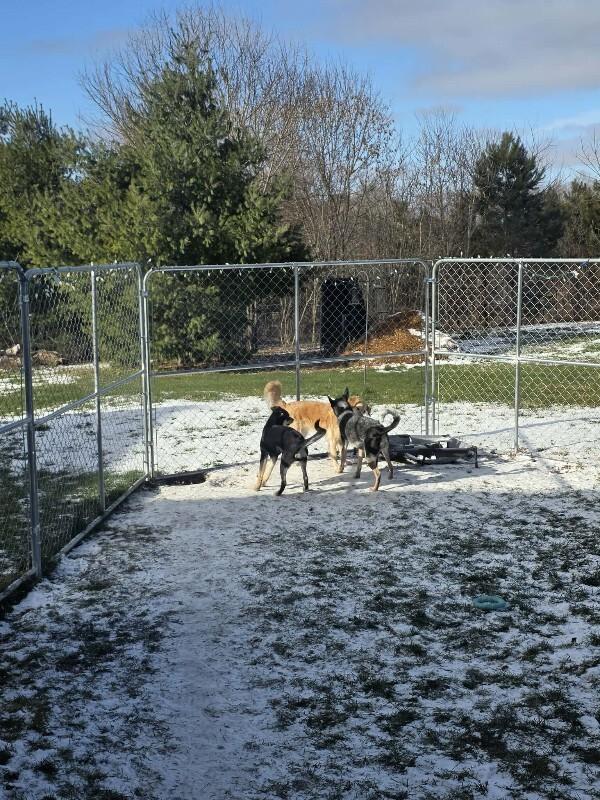 Enlarge Malachi, a Adoptable Mixed Breed in Athens, ON image 5/6