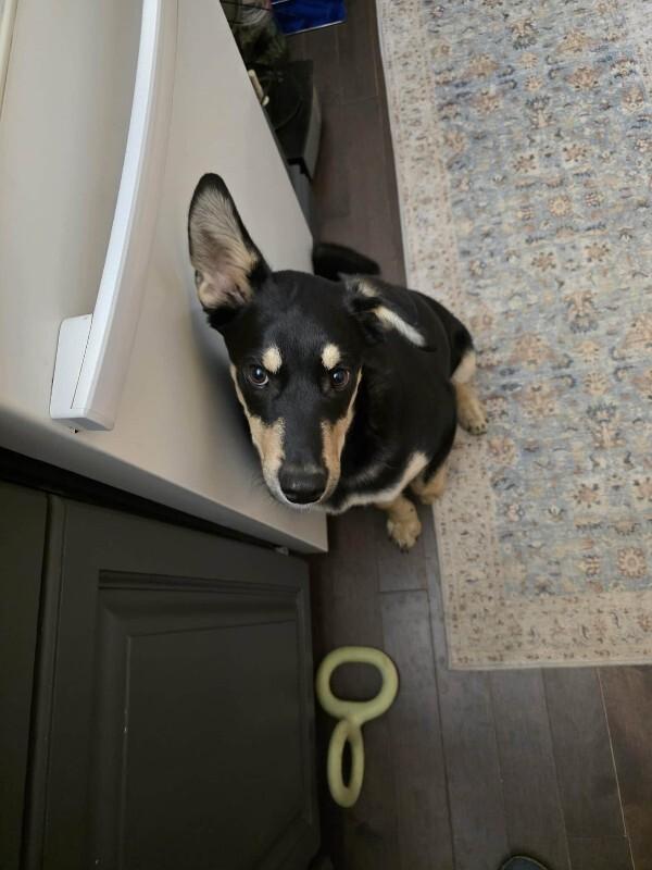 Enlarge Malachi, a Adoptable Mixed Breed in Athens, ON image 6/6