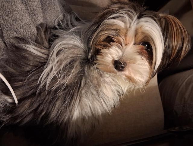 Enlarge Hansel, an adopted Yorkshire Terrier in Irmo, SC image 3/3