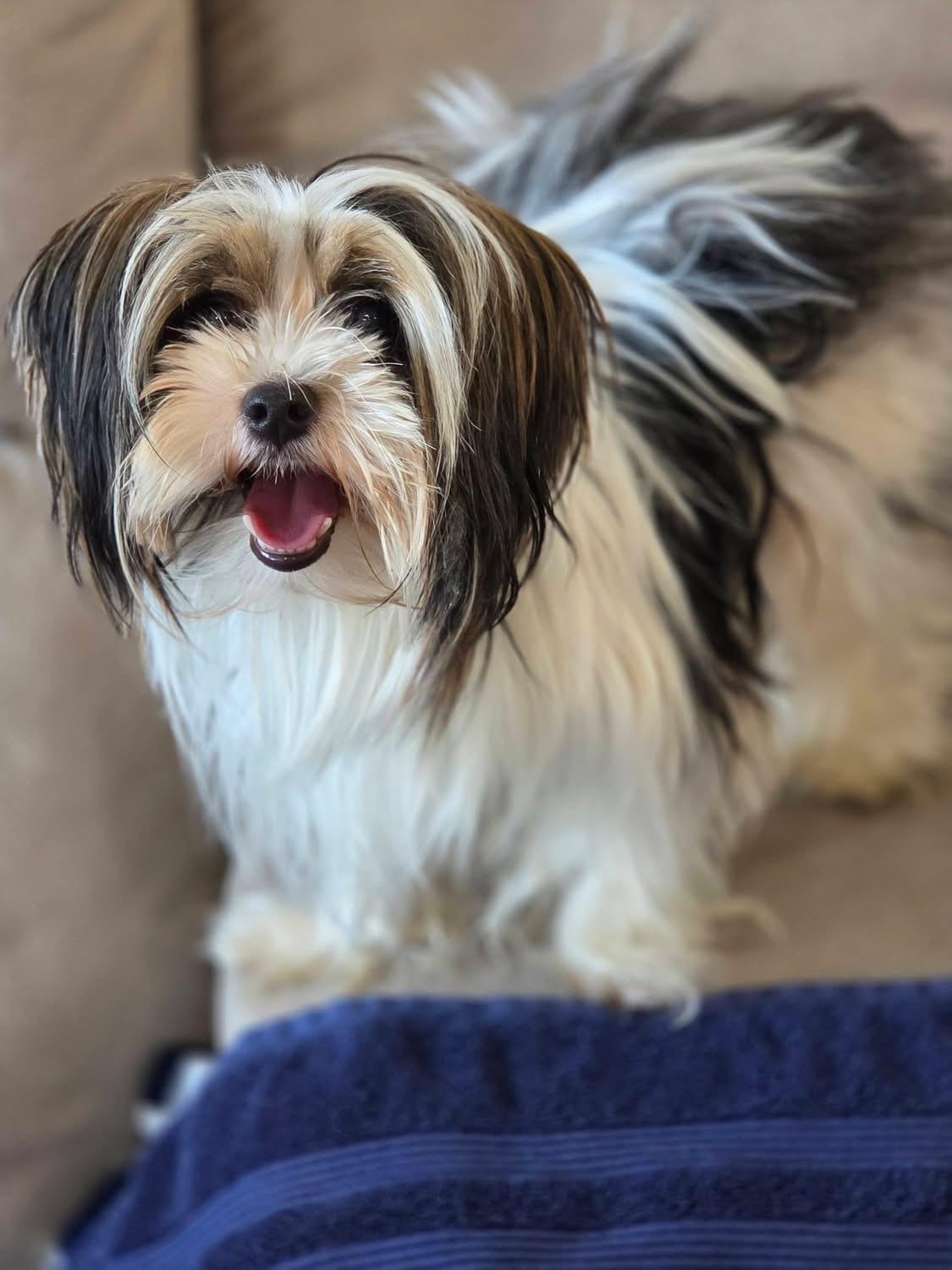 Hansel, adopted, Adult Male Yorkshire Terrier.