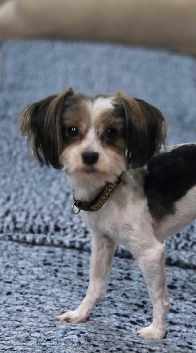 Enlarge Hansel, an adopted Yorkshire Terrier in Irmo, SC image 2/3