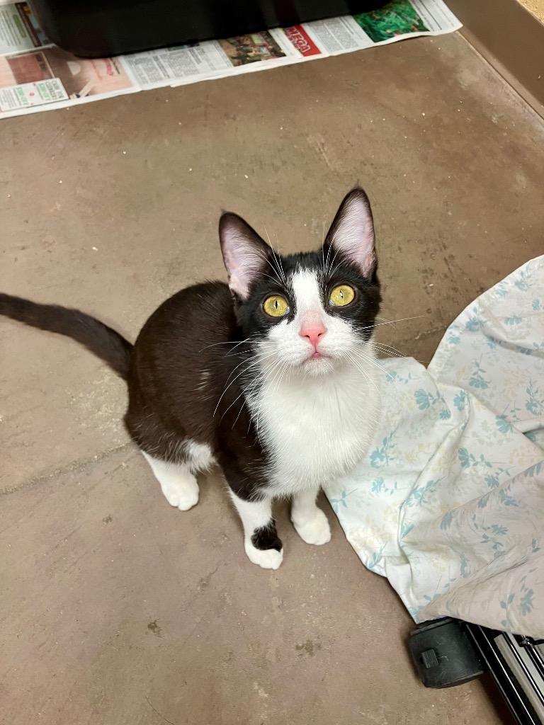 Quatre, Adoptable, Young Female Domestic Short Hair.