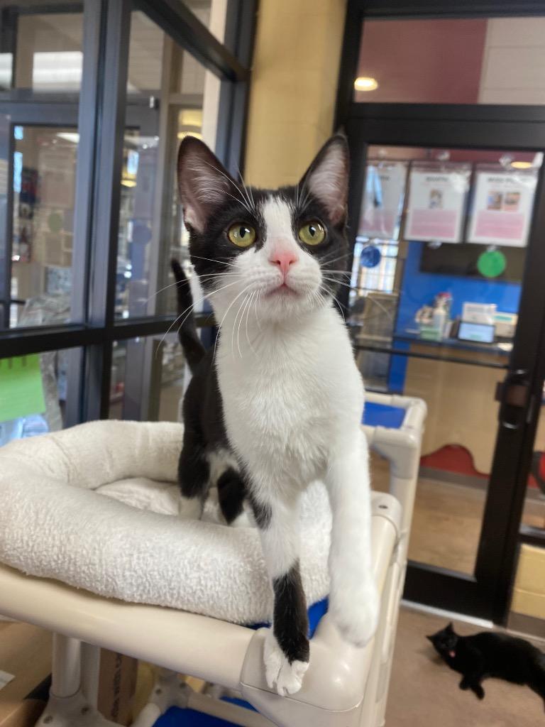 Quatre, Adoptable, Kitten Female Domestic Short Hair.