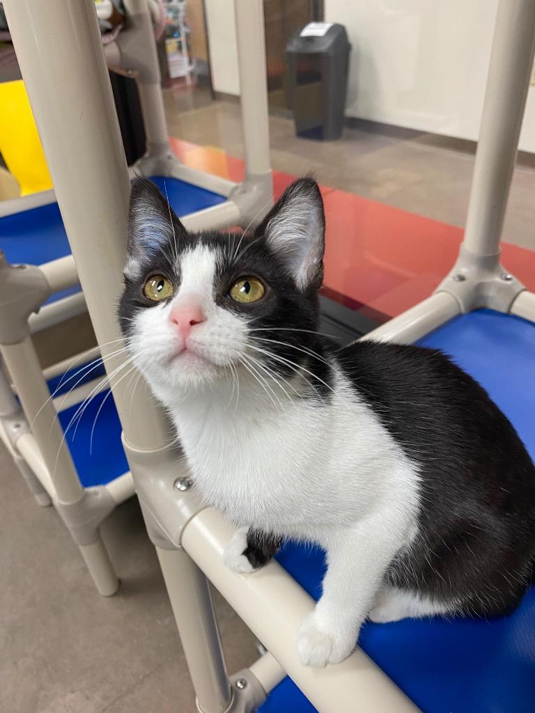 Quatre, a Adoptable mixed breed in Cincinnati, OH image 2/6