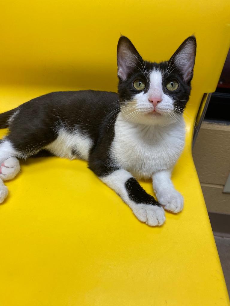 Quatre, a Adoptable mixed breed in Cincinnati, OH image 3/6