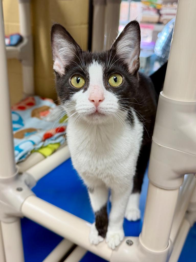 Quatre, a Adoptable mixed breed in Cincinnati, OH image 4/6