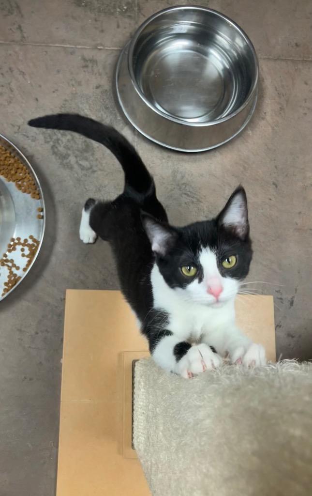 Quatre, a Adoptable mixed breed in Cincinnati, OH image 5/6