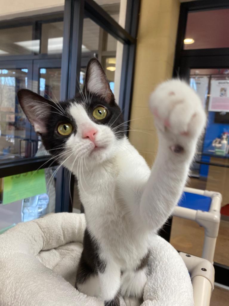 Quatre, a Adoptable mixed breed in Cincinnati, OH image 6/6