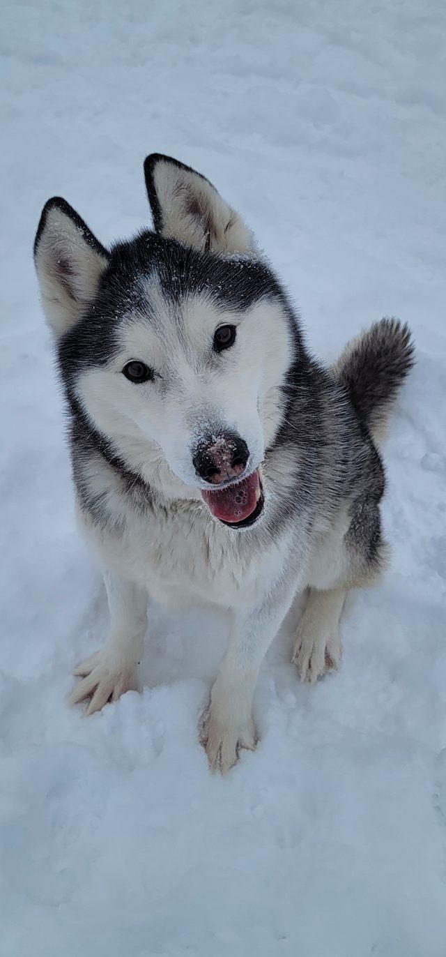 Oakley, ADOPTABLE, Senior Male Husky.