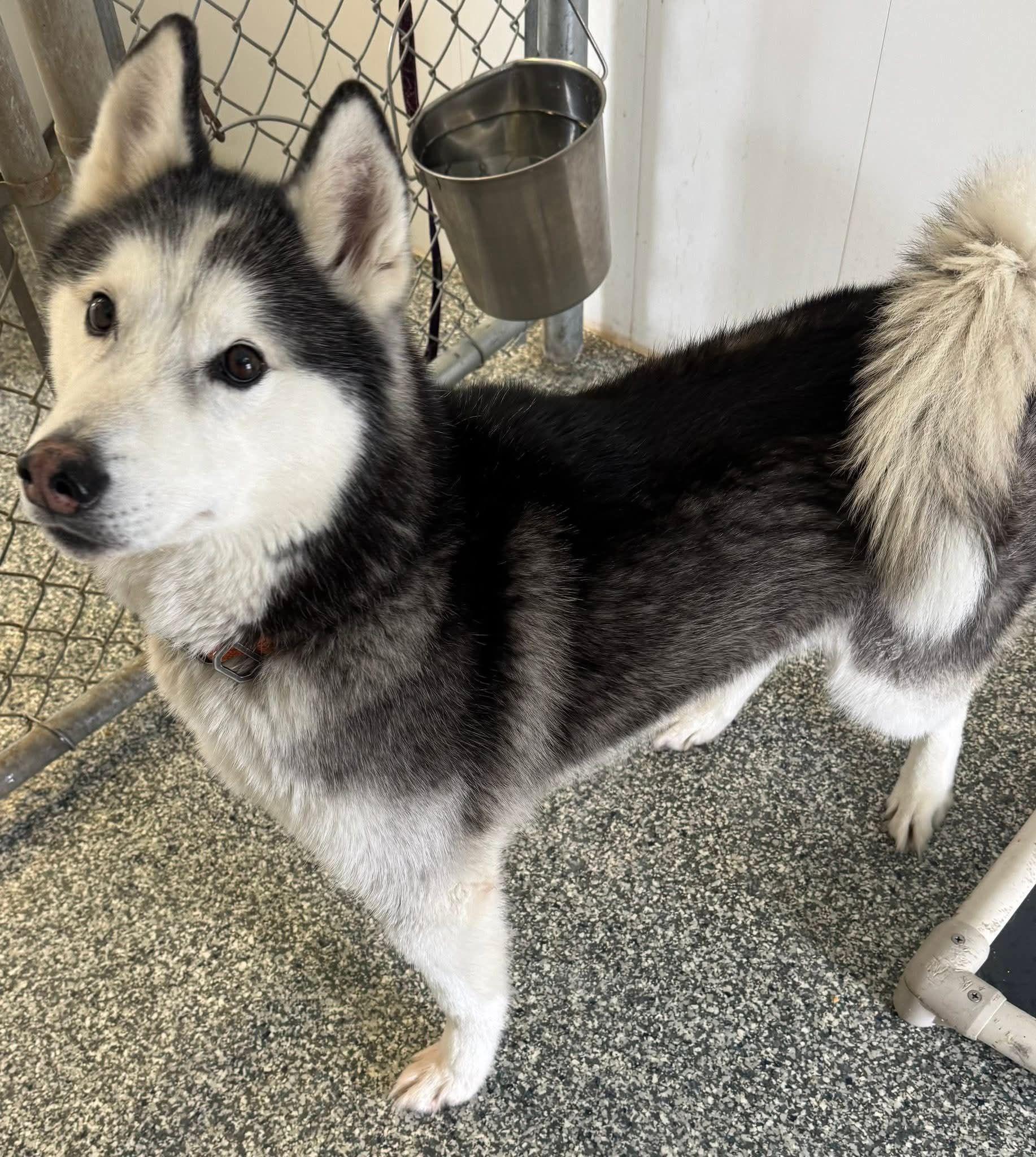 Oakley, a ADOPTABLE Husky in Shelby, MI image 2/3