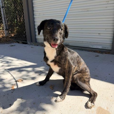 Tessla, Adoptable, Adult Female Shepherd & Mixed Breed.