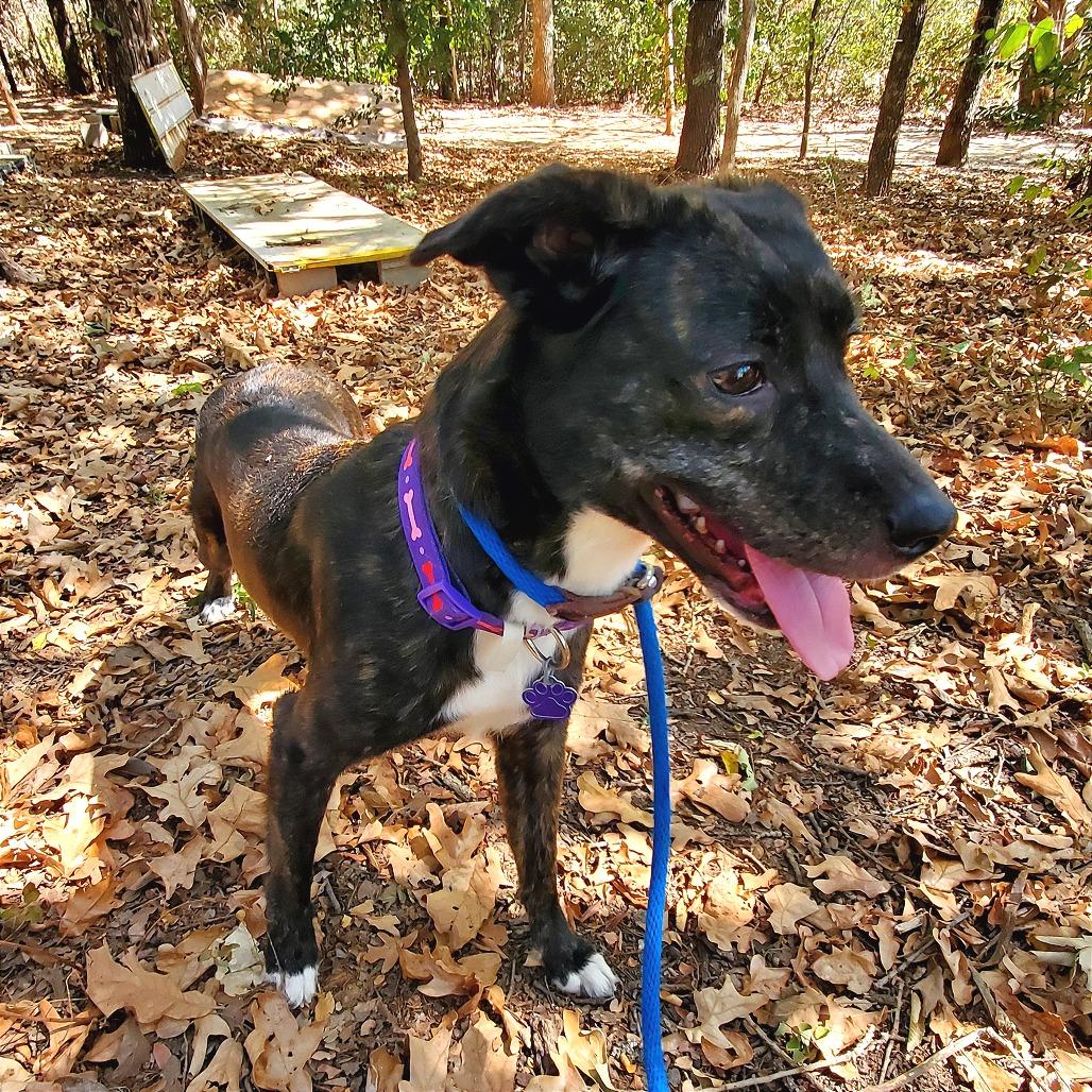 Enlarge Tessla, a Adoptable mixed breed in Denison, TX image 2/6