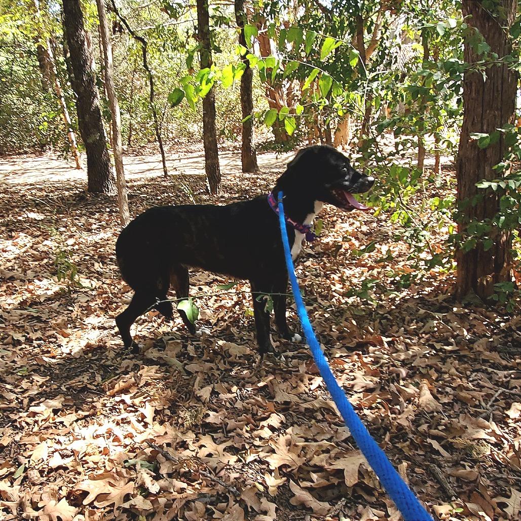 Enlarge Tessla, a Adoptable mixed breed in Denison, TX image 3/6