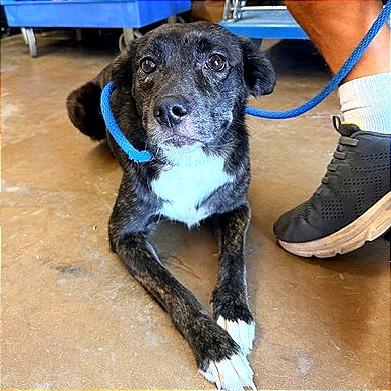 Enlarge Tessla, a Adoptable mixed breed in Denison, TX image 4/6