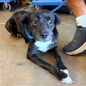 Enlarge Tessla, a Adoptable mixed breed in Denison, TX image 5/6