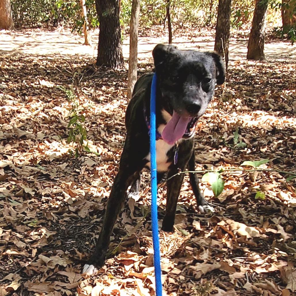 Enlarge Tessla, a Adoptable mixed breed in Denison, TX image 6/6