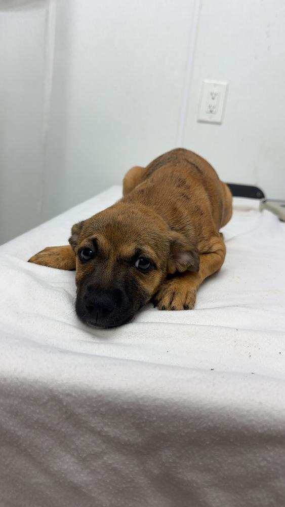 Dottie - 26150, Adoptable, Puppy Female Boxer & Hound.
