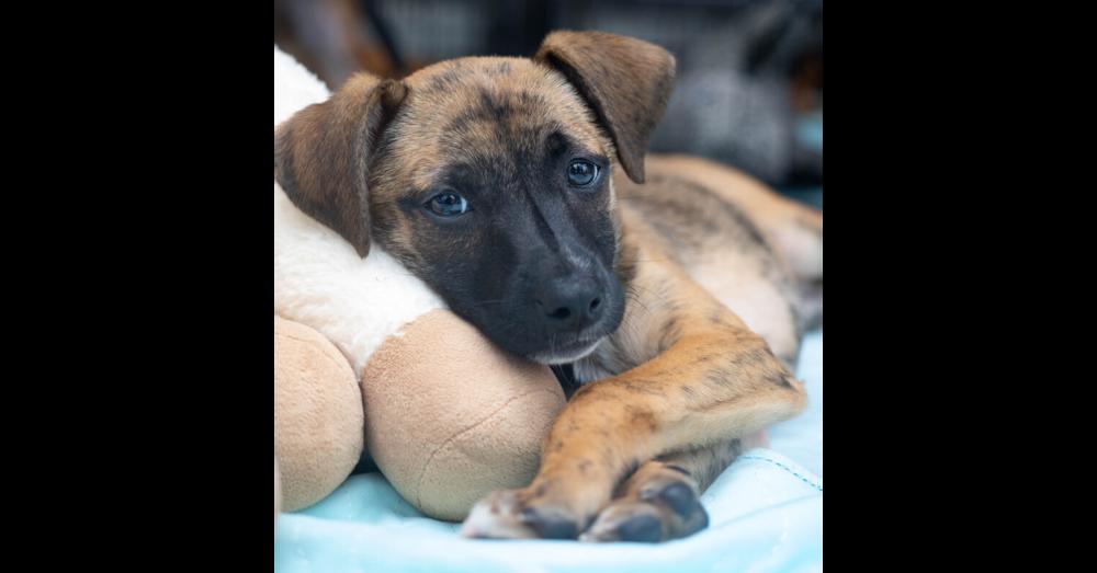 Enlarge Dottie - 26150, a Adoptable mixed breed in Armonk, NY image 2/2