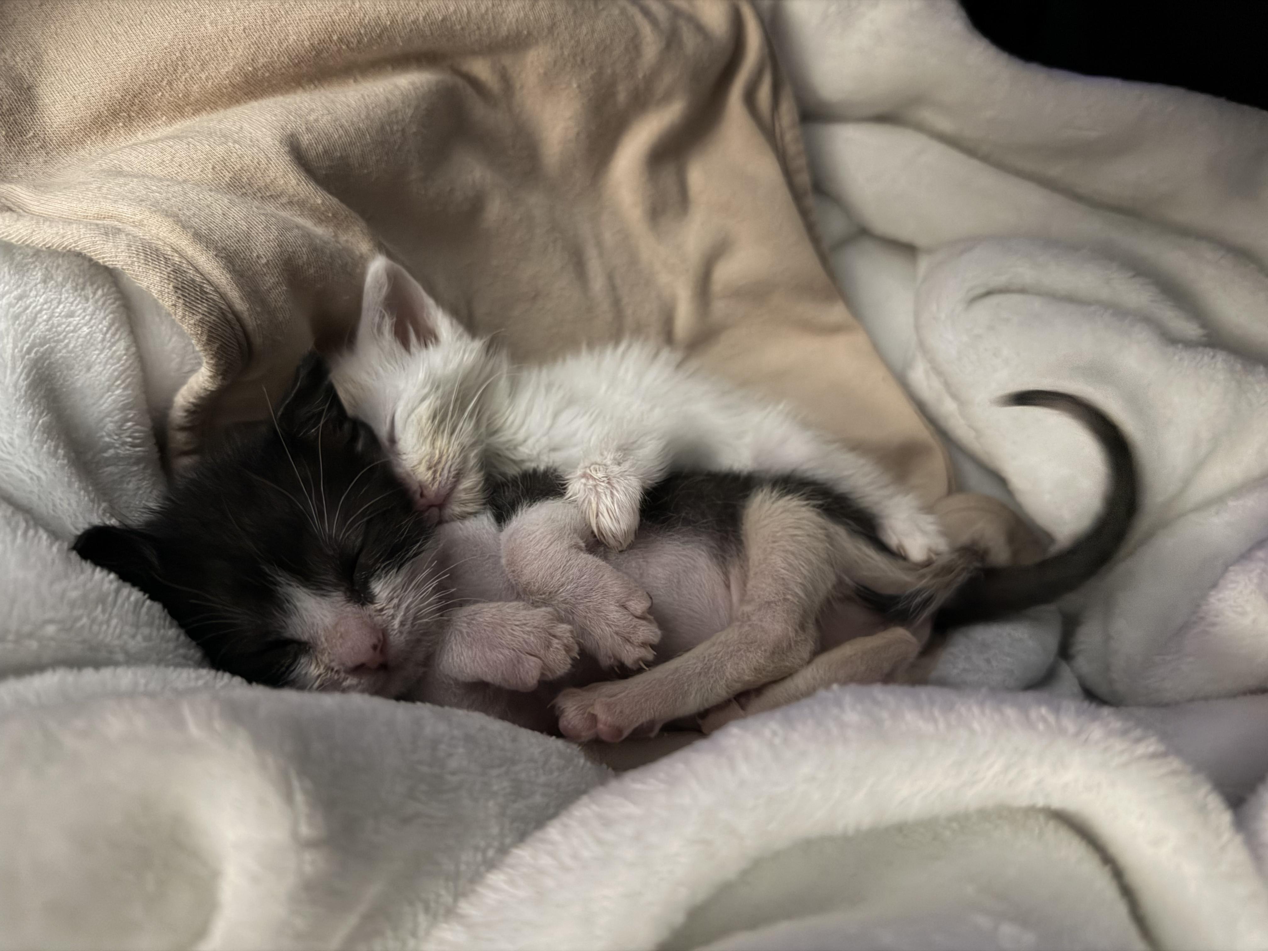 Rocket (black white) & Holly Comet (white), Adoptable, Kitten Female American Shorthair.