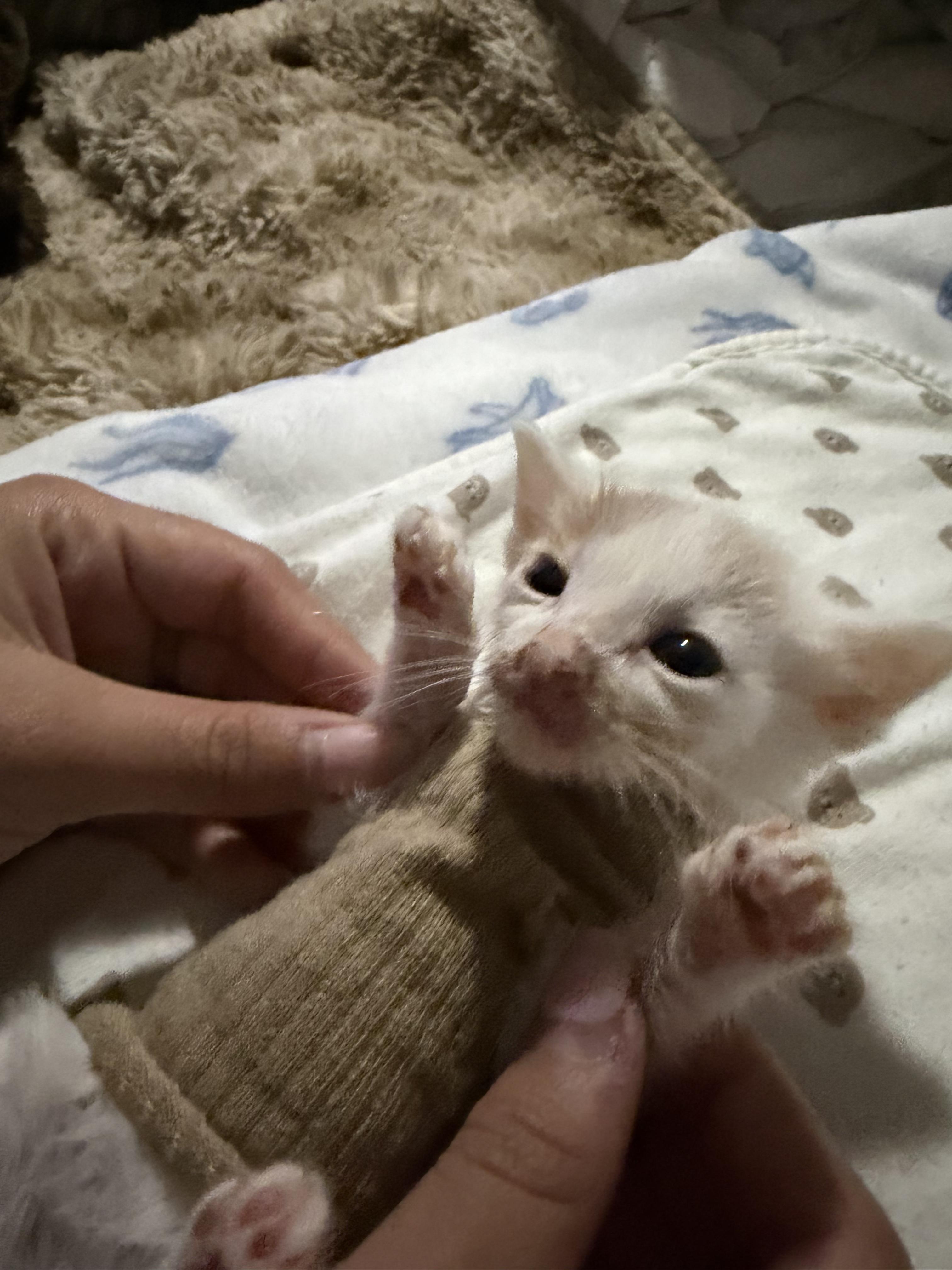 Enlarge Rocket (black white) & Holly Comet (white), a Adoptable American Shorthair in Round Rock, TX image 3/6