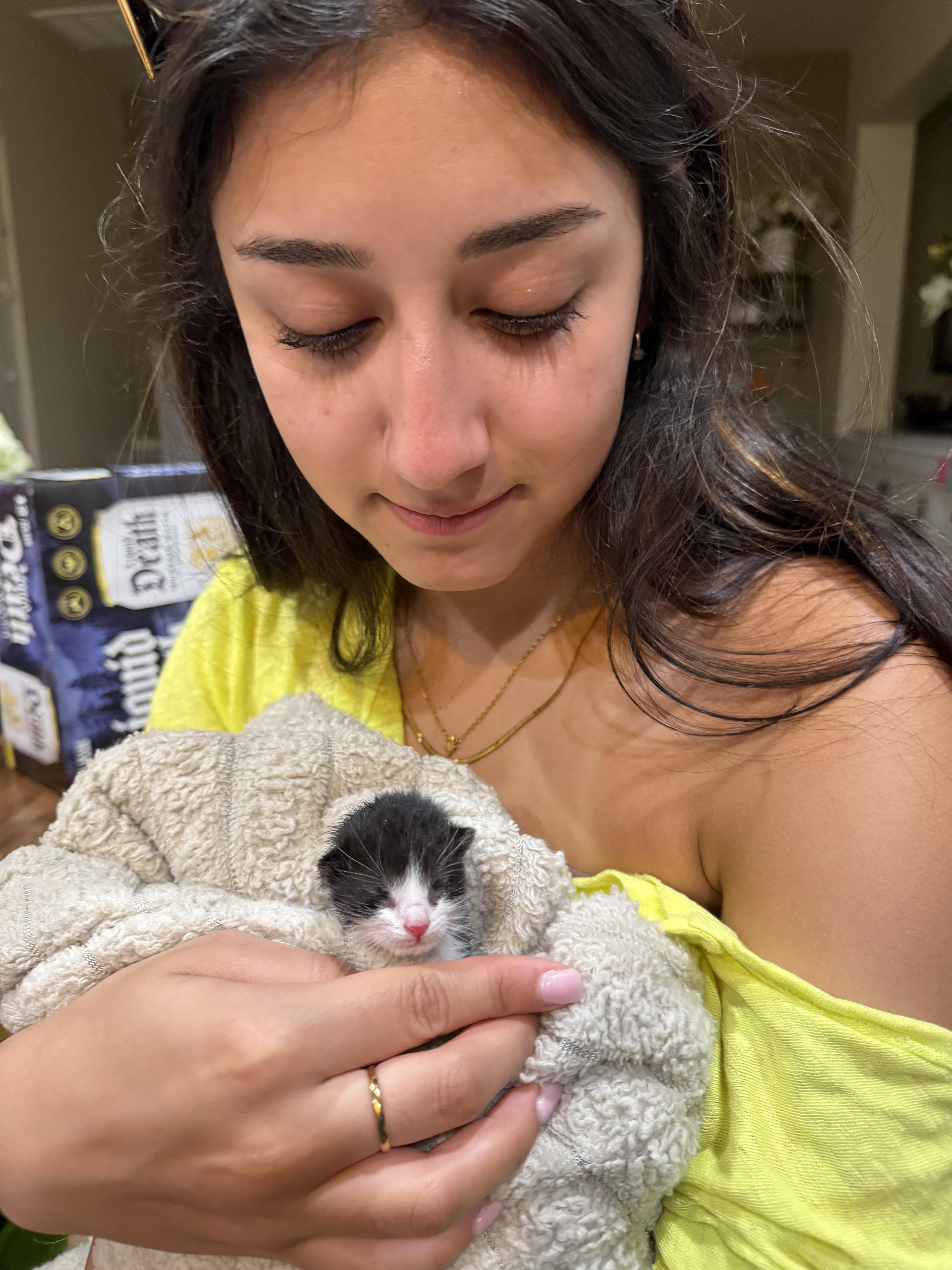 Enlarge Rocket (black white) & Holly Comet (white), a Adoptable American Shorthair in Round Rock, TX image 2/6