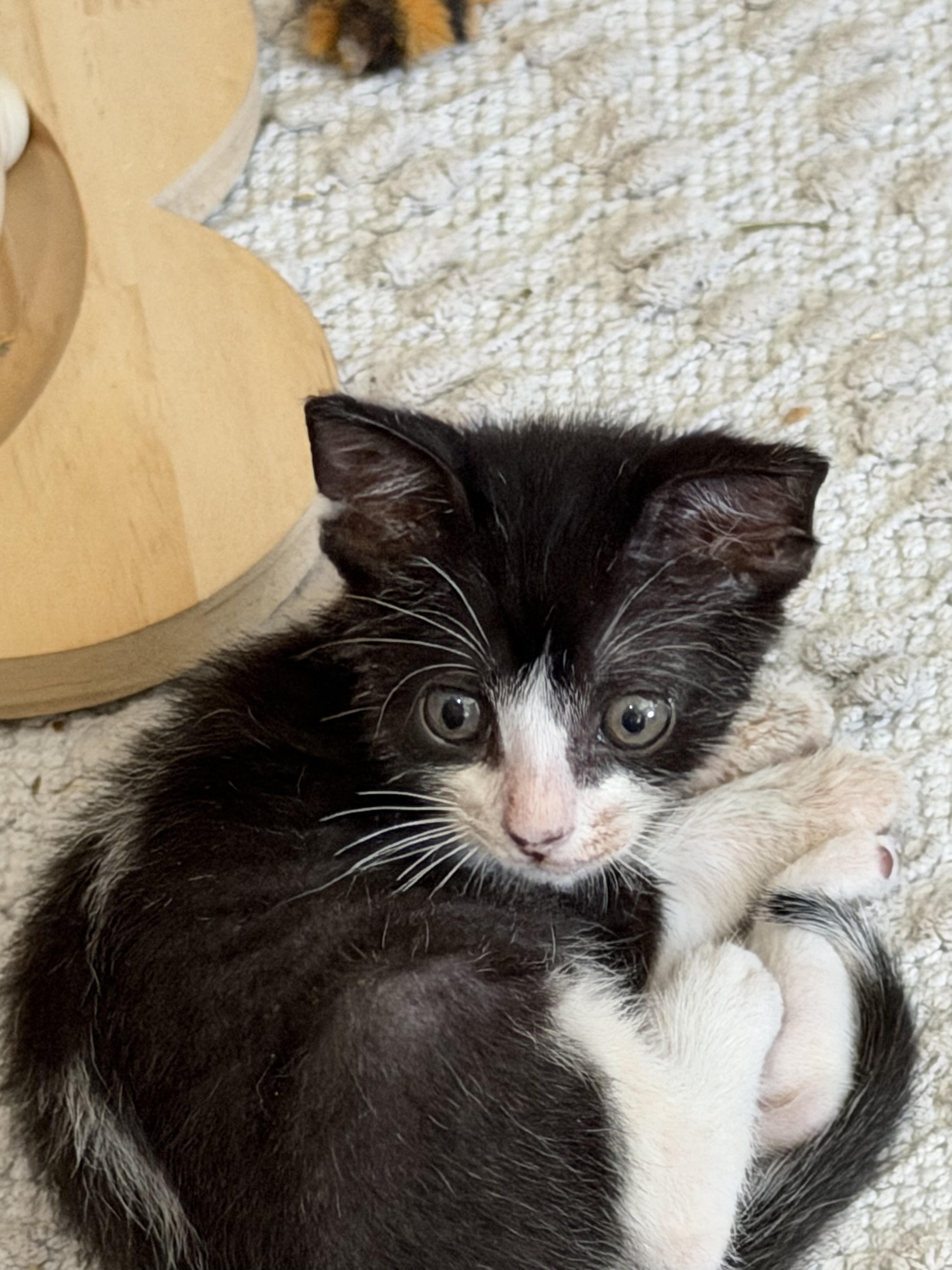 Enlarge Rocket (black white) & Holly Comet (white), a Adoptable American Shorthair in Round Rock, TX image 5/6