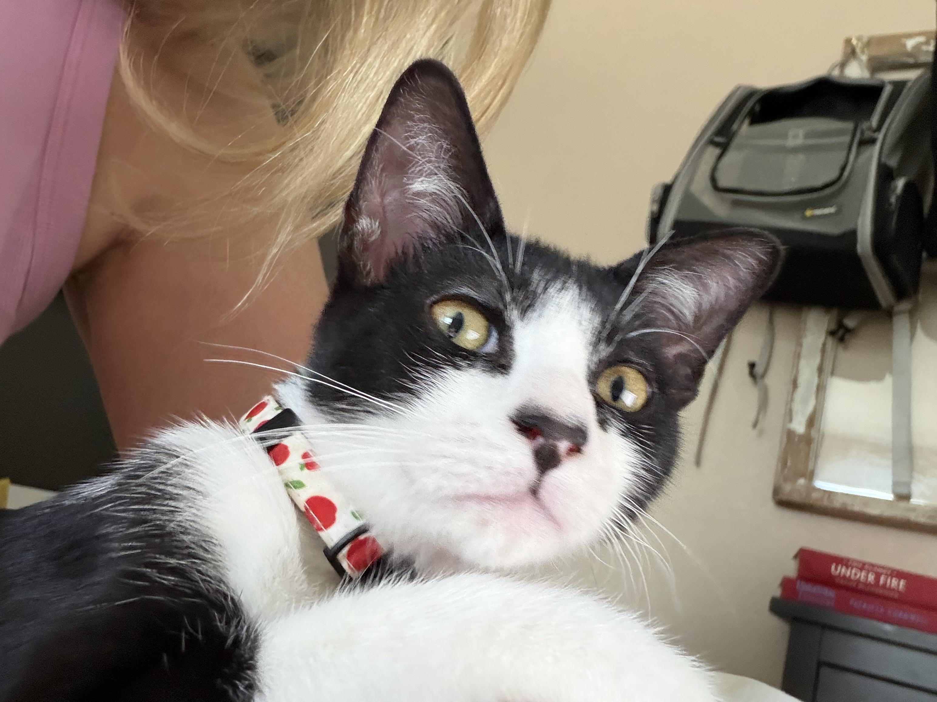 Enlarge Rocket (black white) & Holly Comet (white), a Adoptable American Shorthair in Round Rock, TX image 6/6