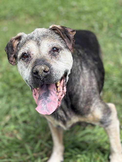 165630 Smoke (Off Site Foster) *HOSPICE*