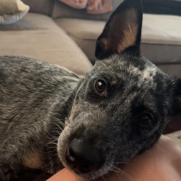 Nova, Adopted, Young Female Australian Cattle Dog / Blue Heeler.