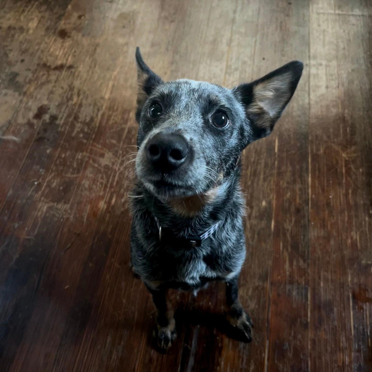 Enlarge Nova, a Adopted mixed breed in Mount Sterling, IL image 2/5