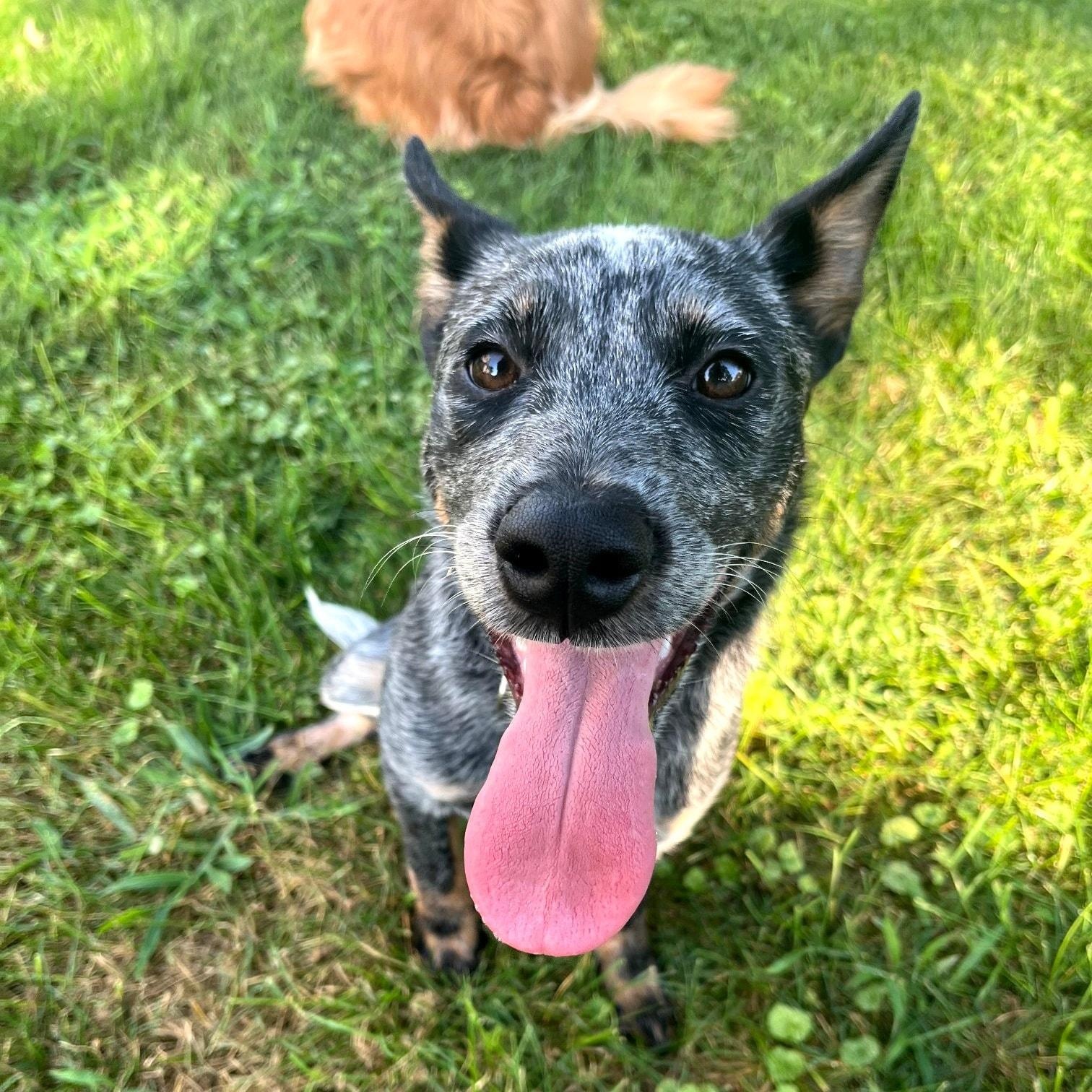 Enlarge Nova, a Adopted mixed breed in Mount Sterling, IL image 3/5