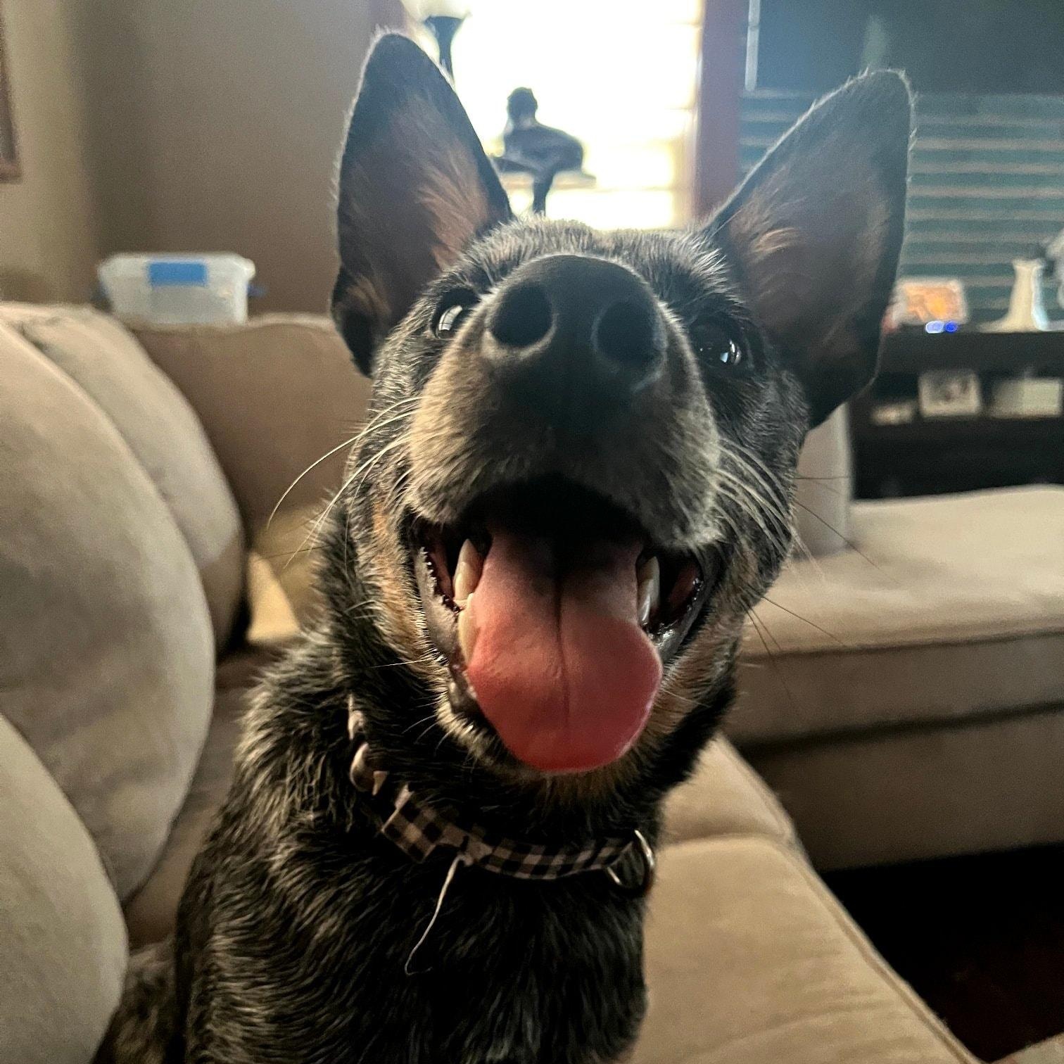 Enlarge Nova, a Adopted mixed breed in Mount Sterling, IL image 5/5