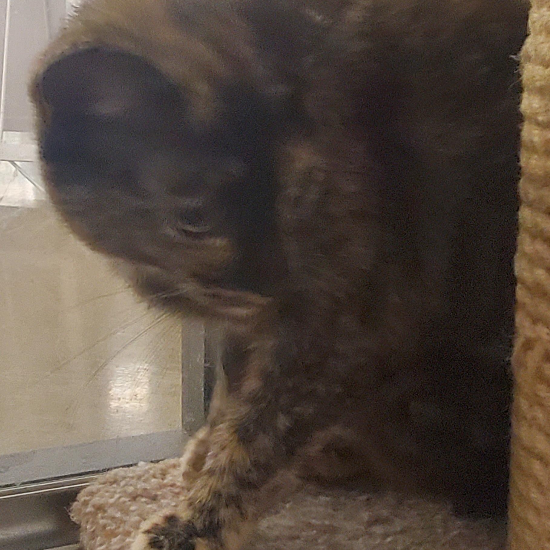 Enlarge Goldie, a Adoptable Tortoiseshell in Columbus, OH image 5/6